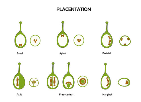 Different type of ovary flower based on ovule position. part of flower. 