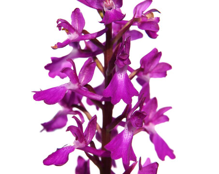 Elegant marsh orchid isolated on white, Orchis palustris ssp. Elegans
