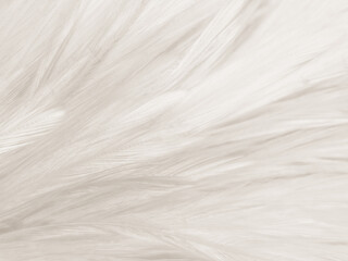 Beautiful abstract gray and white feathers on white background, soft brown feather texture on white pattern background, gray feather background