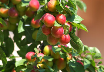 Mirabelle plum branch with red ripe fruits