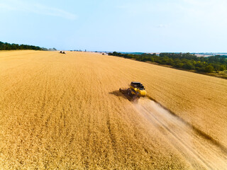 Aerial drone view: combine harvesters working in wheat field on sunset. Harvesting machine driver...