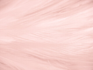 Beautiful abstract white and pink feathers on white background and soft white feather texture on pink pattern and pink background, feather background, pink banners