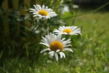 little cute daisy in the park in summer