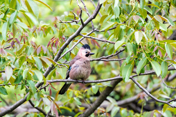 Common jay on tree branch on green leaves background close up.