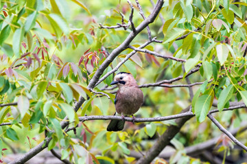 Common jay on tree branch on green leaves background close up.