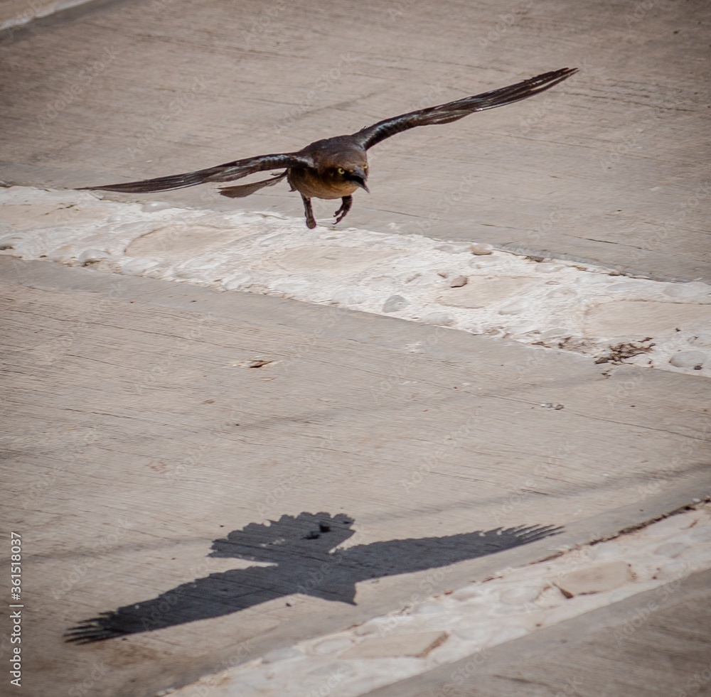 Canvas Prints Closeup shot of a flying bird and its shadow on the ground