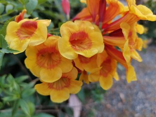yellow flower in the garden