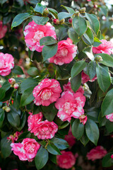 Beautiful pink Japanese Camellia flowers.