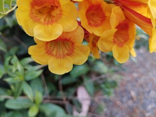 Fototapeta premium yellow flower in the garden