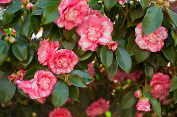 Beautiful pink Japanese Camellia flowers.
