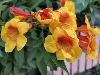 yellow flower in the garden