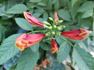 yellow flower in the garden