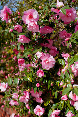 Beautiful pink Japanese Camellia flowers.