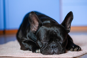 Il bulldog francese che dorme