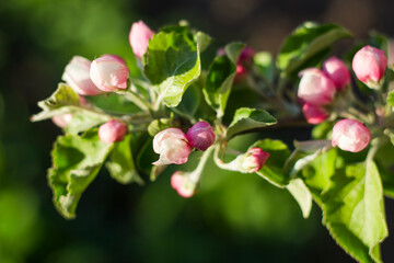 tender Apple tree Flower buds in the garden in spring