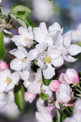 delicate Apple blossoms on the background of a blooming tree in the garden in spring