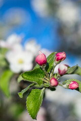 Fototapeta na wymiar pink Apple buds on the background of a blooming garden