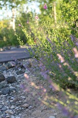 Nepeta faassenii