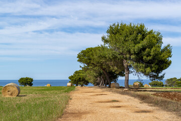 Paysage de campagne en Italie sur la côte adriatique