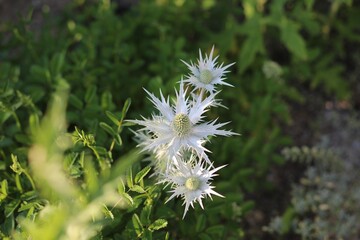 Eryngeum