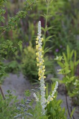 wild flowers in the garden