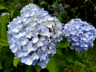 detail of hydrangeas with a thousand shades