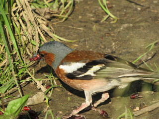 finch collects food. macro bird picture. beautiful colored bird