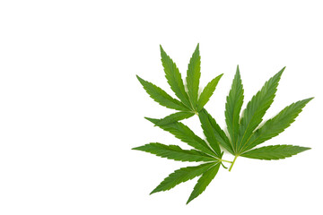 Cannabis leaf, marijuana leaf isolated on white background