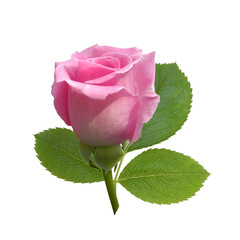 Pink flower of rose Aqua with leaves close-up isolated on white background 