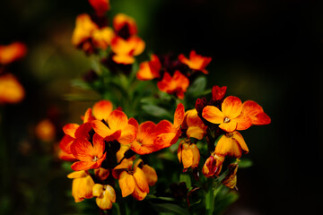 Flower in the garden