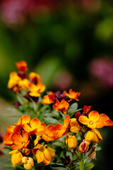 Fototapeta na wymiar Flower in the garden