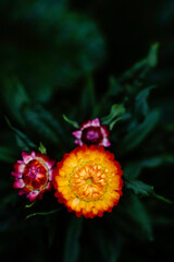 Flowers in their beautiful state Immortelle