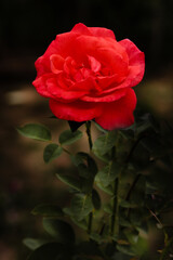 Red rose from the garden