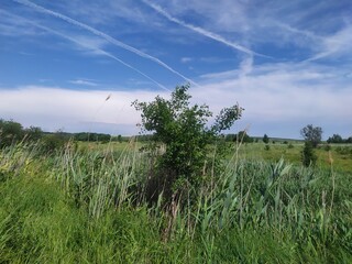 grass and sky