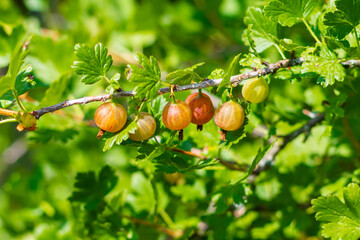 Obraz premium A branch of gooseberries on a bush.