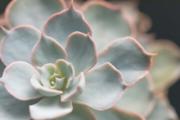 Close up of a beautiful succulent
