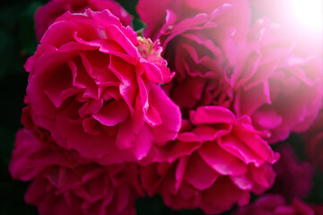 huge flowers of roses on a bush against the sky