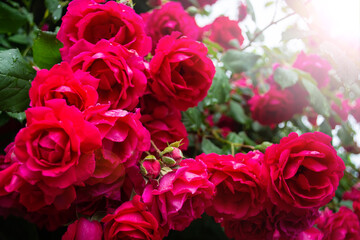 huge flowers of roses on a bush against the sky