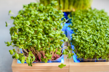 Fresh juicy green microgreens grow in trays.