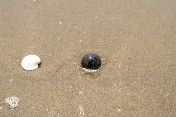 Fototapeta na wymiar 砂浜と貝殻とガラス玉