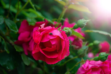huge flowers of roses on a bush against the sky