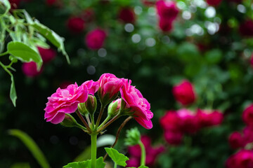 huge flowers of roses on a bush against the sky