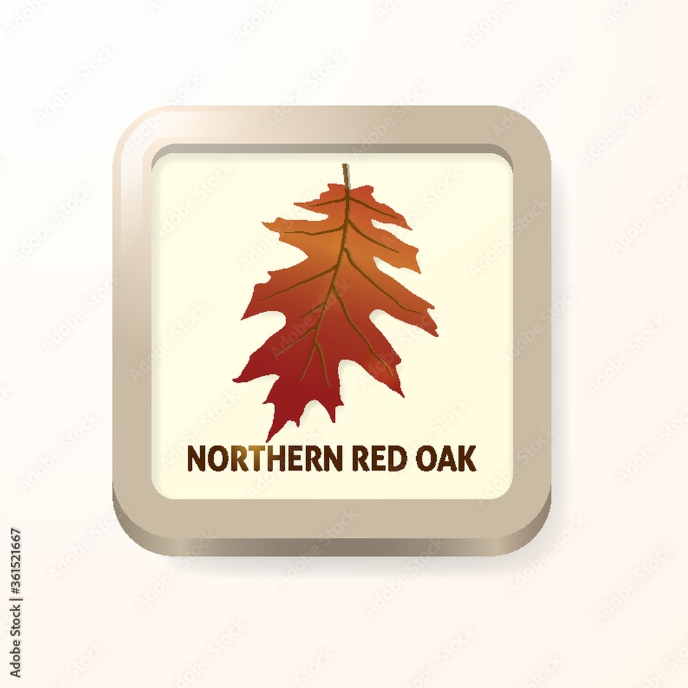 Poster northern red oak leaf