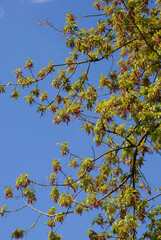 Box elder Acer negundo tree with winged seeds scenic