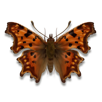 The comma butterfly illustration from the anglewing butterflies category named Polygonia c-album with orange and dark brown black from Europe Africa and Asia isolated on white background