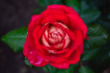 a huge rose bud on a bush against a background of leaves