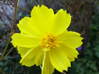 yellow flower in the garden