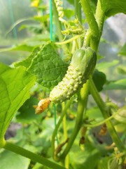 Small green cucumber as an excellent natural background.