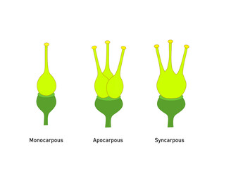 Gyneceum, type of ovary based on number of carpels. Vector illustration for scientific study. 