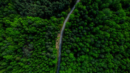 Curvy Road Cut Trough Forest. Aerial Drone Top Down View